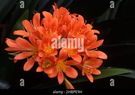 ORANGE CLIVIA FLOWER, COMMONLY KNOWN AS KAFFIR LILY, NATAL LILY OR BUSH LILY.