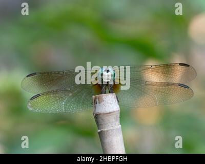 Close up of the head and transparent fore and hindwings of a Blue Dasher Dragonfly perched on a weathered bamboo pole. Shallow depth of field. Stock Photo