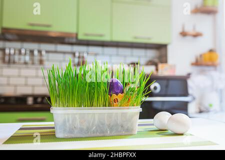 Easter egg painted with bright paint in flowerpot with grass on blurred background of kitchen interior. Homemade, fun find easter egg Stock Photo