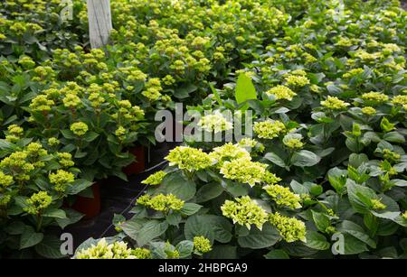 Hydrangea in hothouse Stock Photo