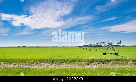 Irrigation sprinkler in a springtime wheat field Stock Photo