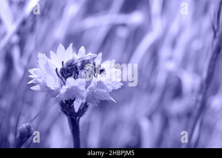 Bee on cornflower flower, space for text, color of the year 2022 very peri Stock Photo
