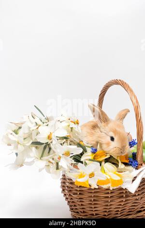 A fluffy Easter rabbit sits in a basket, flowers daffodils on a minimalist white background to copy space for text vertical card Stock Photo