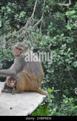 A female monkey with her baby sitting outside in park Stock Photo