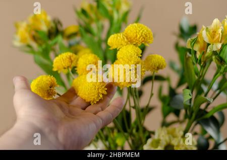 Close-up of Yellow chrysanthemums and lilies. A man's hand adjusts the beautiful delicate flowers against the beige background. Close-up. Selective fo Stock Photo