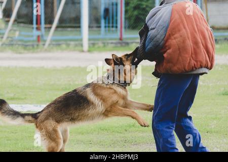 German Shepherd attacks a person in special protective clothing. Service dog training. Motion Blur, Defocus, Noise, Grain Effect. Stock Photo