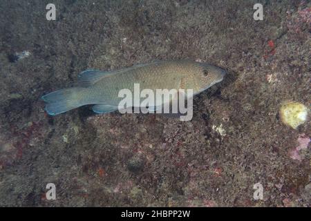 Brown wrasse or Cuckoo wrasse (Labrus merula) in Mediterranean Sea Stock Photo