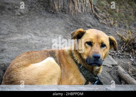 Dog mongrel on farm close up. Big watchdog tied to chain. Stock Photo