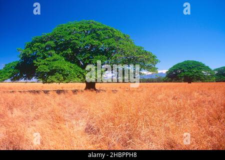 Guanacaste-Baum, Enterolobium cyclocarpum. Mimosoidae, Nationalbaum, Baum, Pflanze, Pampa, Costa Rica *** Local Caption ***  Guanacaste, Enterolobium