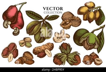 Badge design with colored cashew, peanut, pistachio, hazelnut, almond, walnut Stock Vector