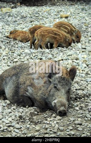 OLYMPUS DIGITAL CAMERA          Wildschweine Stock Photo