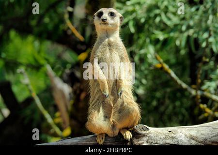 �����峾ä�ԲԳ����� Stock Photo