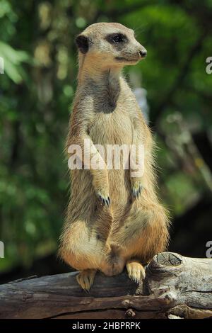 �����峾ä�ԲԳ����� Stock Photo