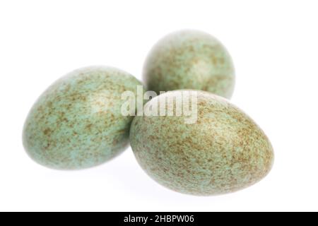 bird's egg, bird eggs, eggs, white, background, horizontal, colorful, blackbird eggs, nest, small, three, green, easter, speckled, dots, laid, egg, cu Stock Photo