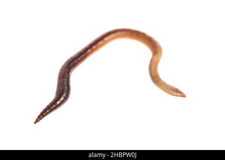 earthworm, worm, white, background, animal, beneficial insect