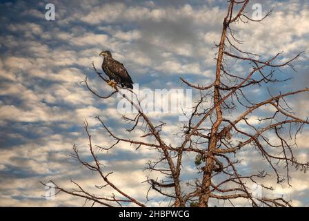 USA, Oregon, Malheur County, Malheur river, Immature Bald Eagle, Haliaeetus leucocephalus (m) *** Local Caption ***  USA, Oregon, Malheur County, Malh Stock Photo