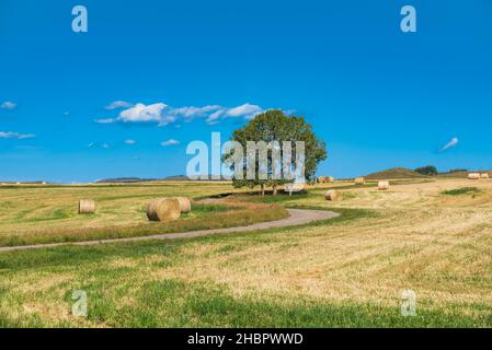 Single tree on a gravel roadway running through scenic farmland in the prairies of Alberta Canada Stock Photo