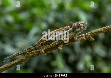 High-casqued Chameleon - Trioceros hoehnelii, beautiful colored lizard from African bushes and forests, Uganda. Stock Photo