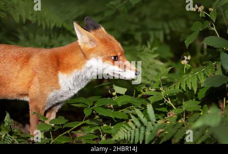 Close up of a Red fox (Vulpes vulpes) cub in forest, UK. Stock Photo