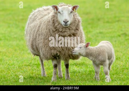 Sheep with her lamb.  Mother sheep or ewe with her newborn lamb.  The lamb is snuggling up to her mother.  Concept:  Mother's Love, Facing camera.  Co Stock Photo