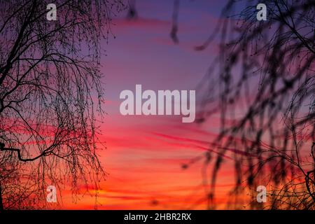 Beautiful pink and lilac sunset and tree branches Stock Photo