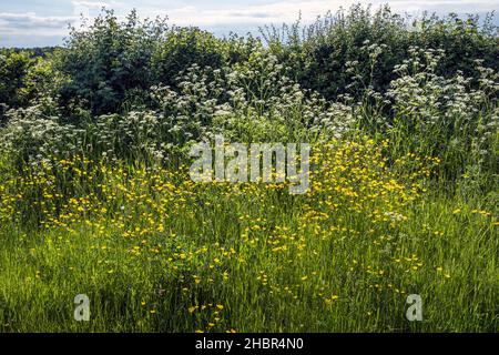 Buttercups and cow parsley, common in an English hedgerow in early summer, near Hagworthingham in the Lincolnshire Wolds, England Stock Photo