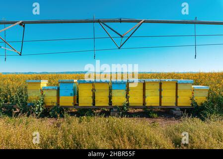 Beehive boxes in blooming rapeseed field, honey bees performing pollination on canola plantation, selective focus Stock Photo