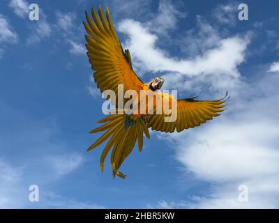 A closeup of the blue-and-yellow macaw in the sky. Ara ararauna, known as the blue-and-gold macaw. Stock Photo