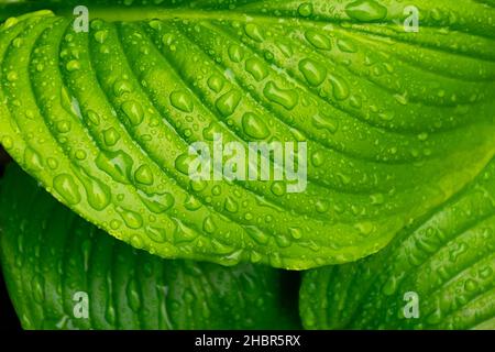 dew on the leaf in the garden. green plant closeup. natural wet texture. fresh nature background Stock Photo