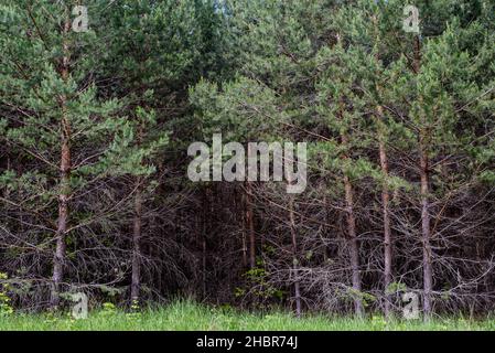 Dry trees with protruding branches in a gloomy dark spruce forest Stock Photo