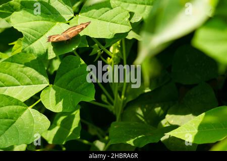 A brown butterfly perches among the green leaves of the winged bean plant, nature theme Stock Photo