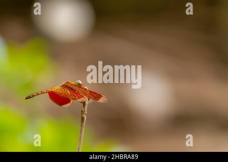 Dragonfly with red body and wings perched on the tip of a dry brown twig, against a blurred background of leaves and trees, wildlife theme Stock Photo