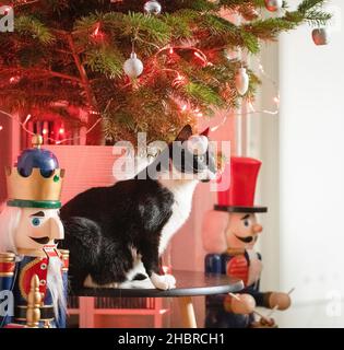 A domestic cat playing with Christmas tree baubles and looking at the Christmas tree. Stock Photo