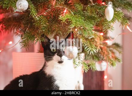 A domestic cat playing with Christmas tree baubles and looking at the Christmas tree. Stock Photo