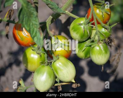 Ripening tomatoes on a branch, close-up. Homegrown vegetables. Stock Photo