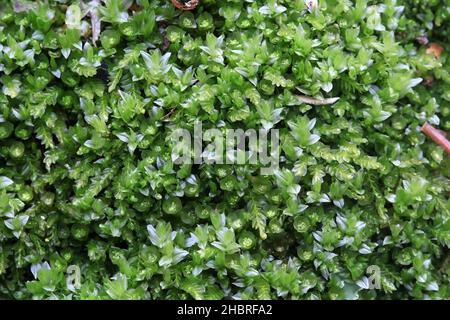 Tetraphis pellucida, commonly known as the pellucid four-tooth moss Stock Photo