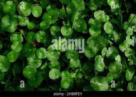 Centella asiatica leaves with water drops in the garden Stock Photo