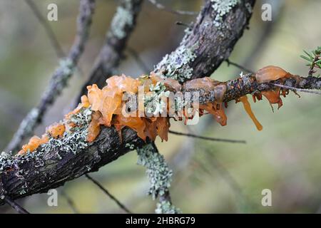 Gymnosporangium clavariiforme, commonly known as tongues of fire, wild fungus from Finland Stock Photo