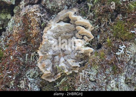 Bjerkandera adusta, known as the smoky bracket, wild fungus from Finland Stock Photo