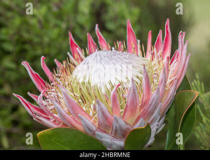 Protea cynaroides, also called the king protea closeup of the large flower Stock Photo