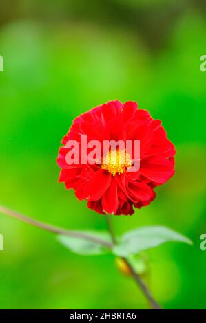 Zinnia elegans (syn. Zinnia violacea) a beautiful flower in the garden Stock Photo