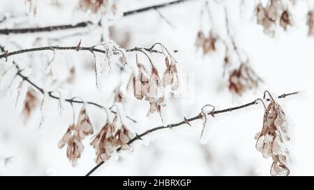 Snow on maple tree branches in winter, nature backgrounds Stock Photo