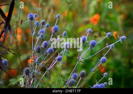 eryngium tripartitum,sea holly,sea hollies,blue flower,blue flowers,flowering,cosmos tango in background,blue and orange flowers,RM Floral Stock Photo