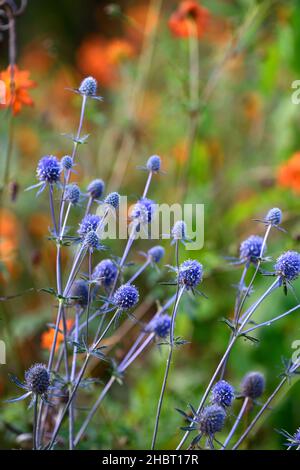 eryngium tripartitum,sea holly,sea hollies,blue flower,blue flowers,flowering,cosmos tango in background,blue and orange flowers,RM Floral Stock Photo