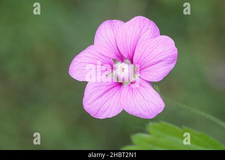 Rubus arcticus, commonly known as  Arctic Bramble or Arctic raspberry, wild flower from Finland Stock Photo