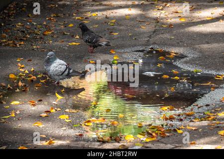 Pigeon, Species of Birds in the family Columbidae (order Columbiformes) Standing on Asphalt at Day Stock Photo