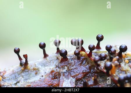 Trichia botrytis, a slime mold or mould of the family Trichiaceae, no common English name Stock Photo