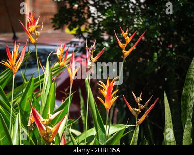 Orange Flowers (Heliconia psittacorum) Known as Parrot's Beak, Parakeet Flower, Parrot's Plantain or  False Bird-of-Paradise in a Garden in Medellin, Stock Photo