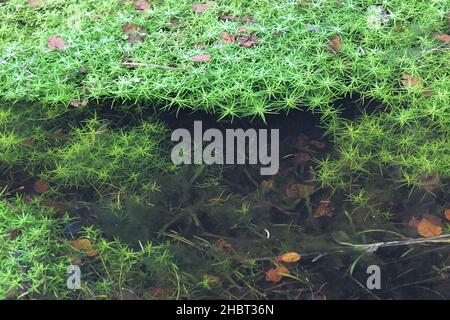 Callitriche cophocarpa, commonly known as water starwort, wild aquatic plant from Finland Stock Photo