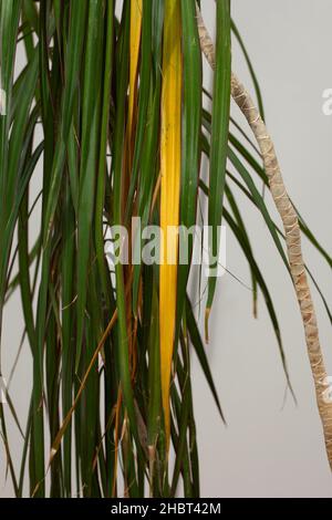 Yellow leaf between green leaves on houseplant Dracaena palm tree inside Stock Photo